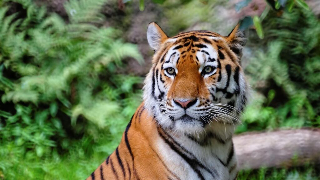 El tramo intervenido, primero en el mundo, se encuentra en el estado de Madhya Pradesh, en el hábitat de los tigres. 